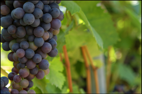 wine-grapes600