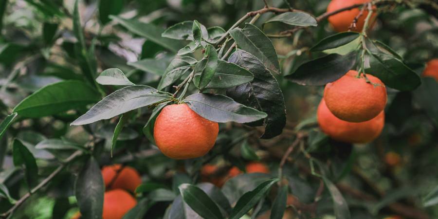 Μειωμένη η εξαγωγική δραστηριότητα για τα πορτοκάλια και τα μανταρίνια