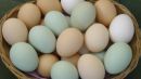 Συμβουλές του ΕΦΕΤ για κρέατα, αυγά, βαφές