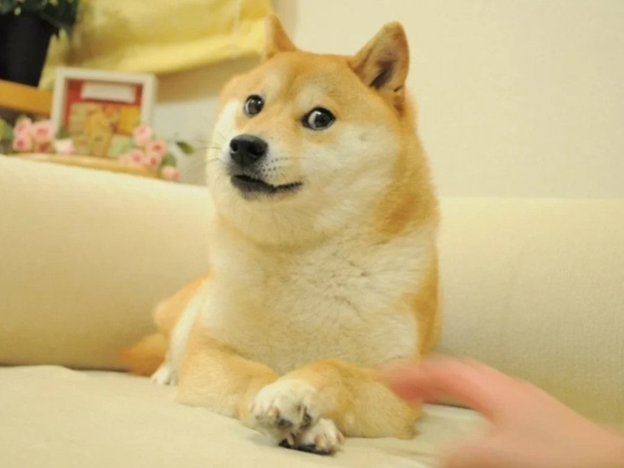 H Kabosu, η σκυλίτσα που ενέπνευσε το διάσημο meme, είναι σοβαρά άρρωστη με λευχαιμία