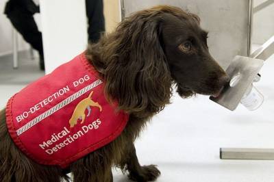 ΕΕ: Εκπαιδευμένα σκυλιά θα εντοπίζουν ανθρώπους με COVID-19!