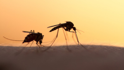 Υπ. Υγείας-Θεσσαλία: Συναγερμός για αύξηση κουνουπιών- Φόβοι για έξαρση ασθενειών