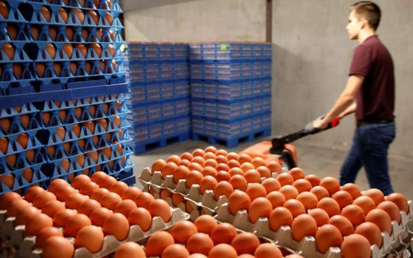 Περισσότερα από 28 εκατ. μολυσμένα αυγά έχουν εισαχθεί στη Γερμανία