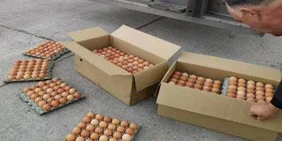 ΣΔΟΕ: Κατάσχεσε χιλιάδες «ελληνοποιημένα» αβγά από τη Βουλγαρία
