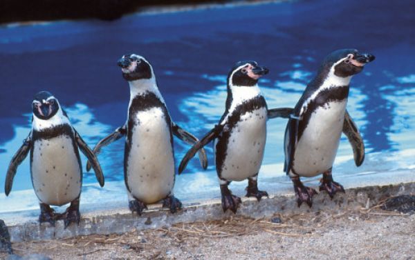 Πιγκουίνοι νικούν επένδυση 2,5 δισ. δολαρίων στη Χιλή