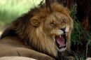 Γιοχάνεσμπουργκ: Λιοντάρι κατασπάραξε 22χρονη τουρίστρια