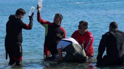 Κρίσιμη η κατάσταση της νεαρής φάλαινας- Προσάραξε πάλι στη Σαλαμίνα