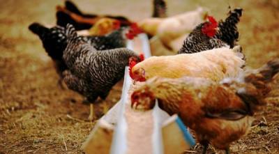 Στον Αναπτυξιακό Νόμο εντάσσονται οι πτηνοτροφικές επιχειρήσεις-Η ΚΥΑ