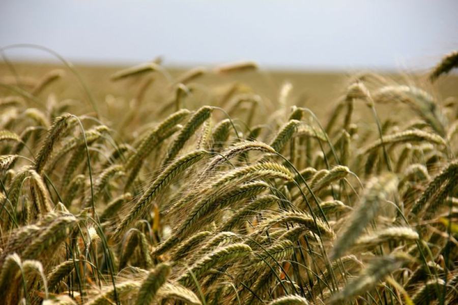 Eurostat: Αυξήθηκε η αξία της γεωργικής παραγωγής