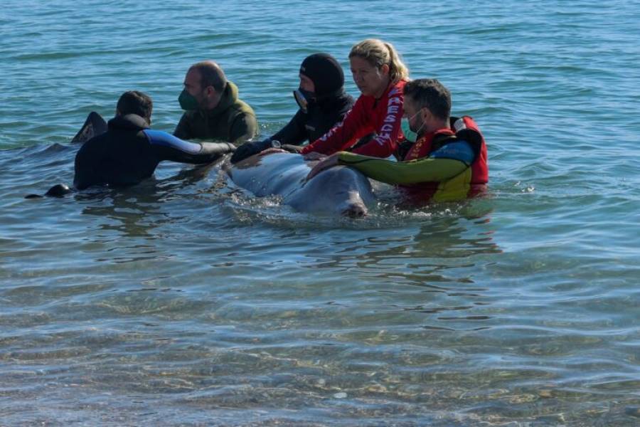 Ευχάριστα για τη φάλαινα: Καταδύθηκε στα βαθιά- Έλαβε φαρμακευτική αγωγή