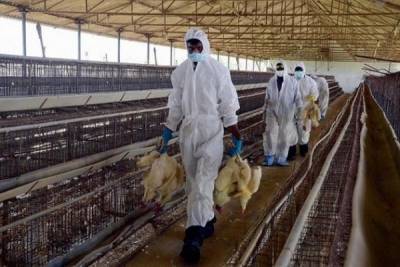 Σε κατάσταση έκτακτης ανάγκης η βιομηχανία πουλερικών στην Ευρώπη
