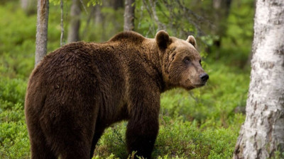 Σλοβακία: Αρκούδα τραυμάτισε πέντε ανθρώπους