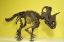 Νέο είδος δεινοσαύρου ανακαλύφθηκε από παλαιοντολόγους