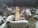 Οι κτηνοτρόφοι προειδοποιούν: Έρχεται Πάσχα χωρίς... ελληνικά αρνιά!
