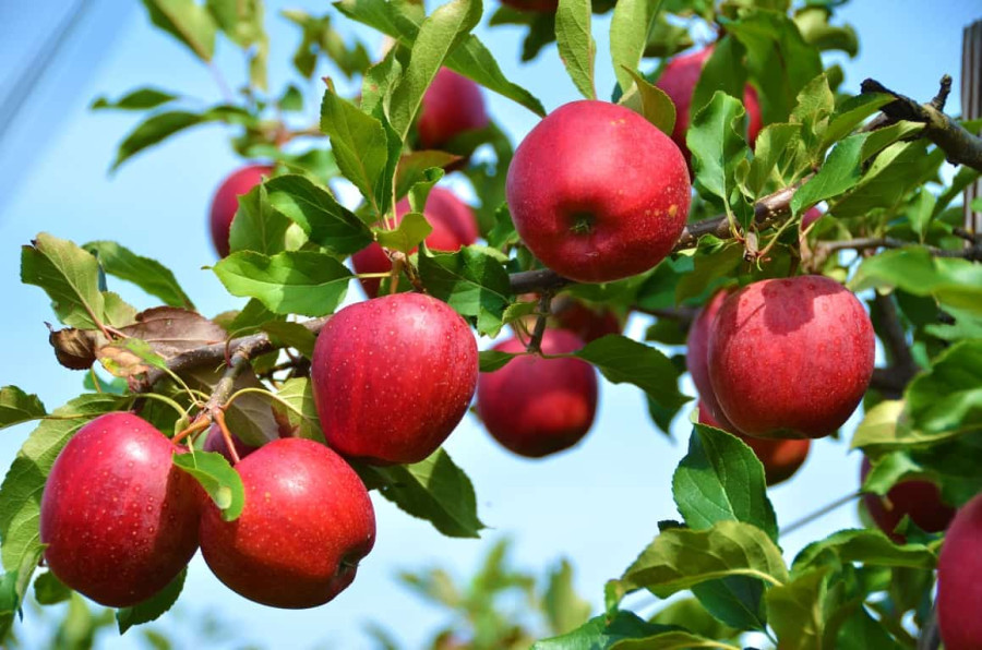 Αγρότης από Ζαγορά Πηλίου: Κατέρρευσε η μηλοπαραγωγή- Ανυπολόγιστη η ζημιά