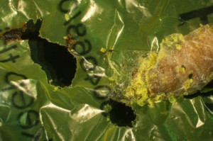 Κάμπιες που τρώνε πλαστικό θα δώσουν λύση στο περιβαλλοντικό πρόβλημα