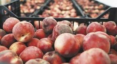 Το «χύμα» κτυπά τις εξαγωγές φρούτων