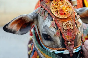 Οι Θεές αγελάδες της Ινδίας