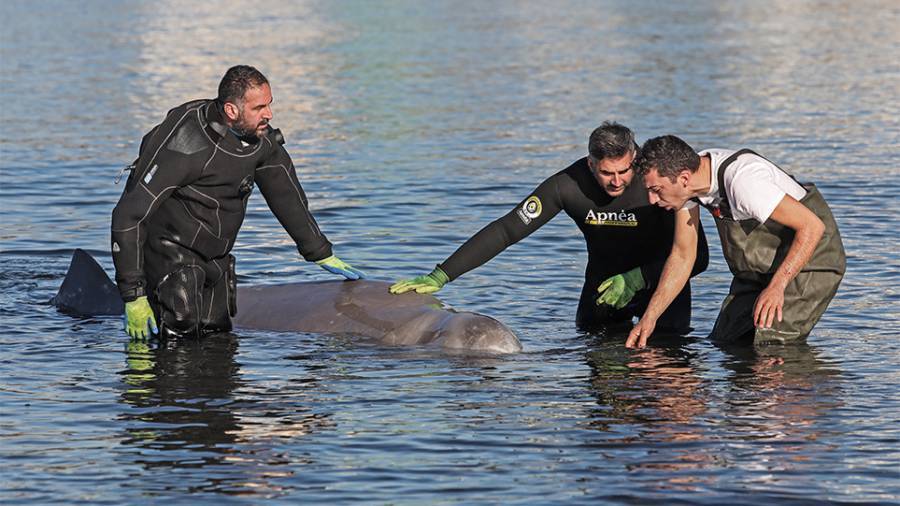 Άλιμος: Ελπίδες για τη φάλαινα-Εθεάθη σε καλύτερη κατάσταση στη Σαλαμίνα