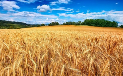 Ουκρανία: Η συγκομιδή σιτηρών μειώθηκε κατά 40% το 2022