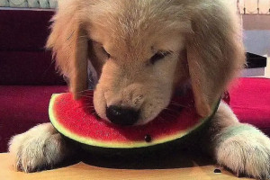 Ποια φρούτα πρέπει να δίνουμε στους σκύλους;