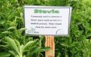 ΕΑΣ Αγρινίου: Οι πρώτοι παραγωγοί στην Ευρώπη που θα καλλιεργούν στέβια- Το ταξίδι στην Ινδία και η συνεργασία με την SunFryits