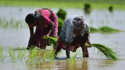 Ινδία: «Χάος» από την απαγόρευση εξαγωγών ρυζιού- Οι ευάλωτες χώρες