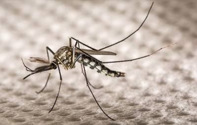 Στη Βραυρώνα στειρώνουν… κουνούπια