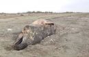 Σπάνια φάλαινα έξι μέτρων ξεβράστηκε στην Αλεξανδρούπολη (βίντεο)
