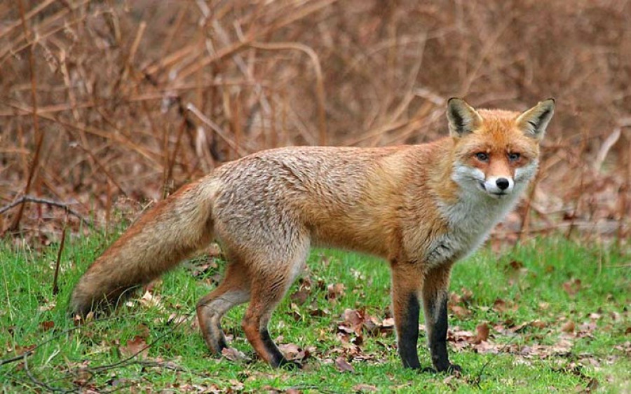 Ξεκινά ο εμβολιασμός αλεπούδων για καταπολέμηση και επιτήρηση της λύσσας