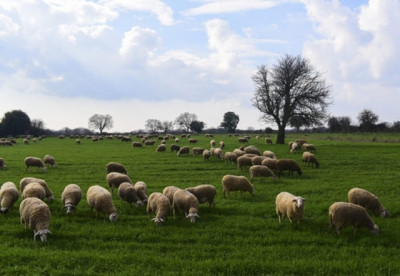 Aύξηση 8,1% στον Γενικό Δείκτη Τιμών Εκροών στη Γεωργία – Κτηνοτροφία