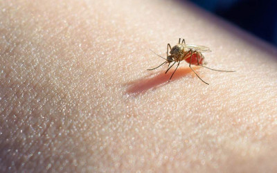 ΕΟΔΥ: Πρώτο κρούσμα ιού του Δυτικού Νείλου για το 2022