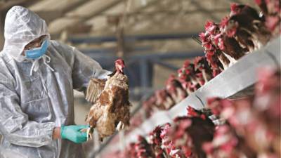 Ουγγαρία: Ανησυχητικά κρούσματα της γρίπης των πτηνών