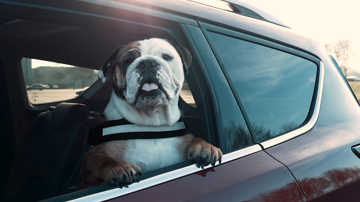 2019 FORD DOGBOX 4