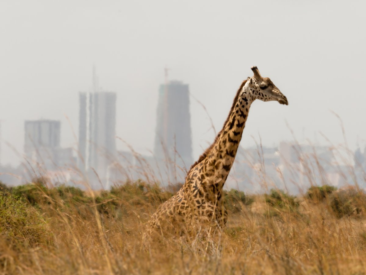 3 nairobi kenya known as the safari capital of africa kenyas energetic capital is teeming with nightlife shopping and wildlife the average nightly hotel rate is 108