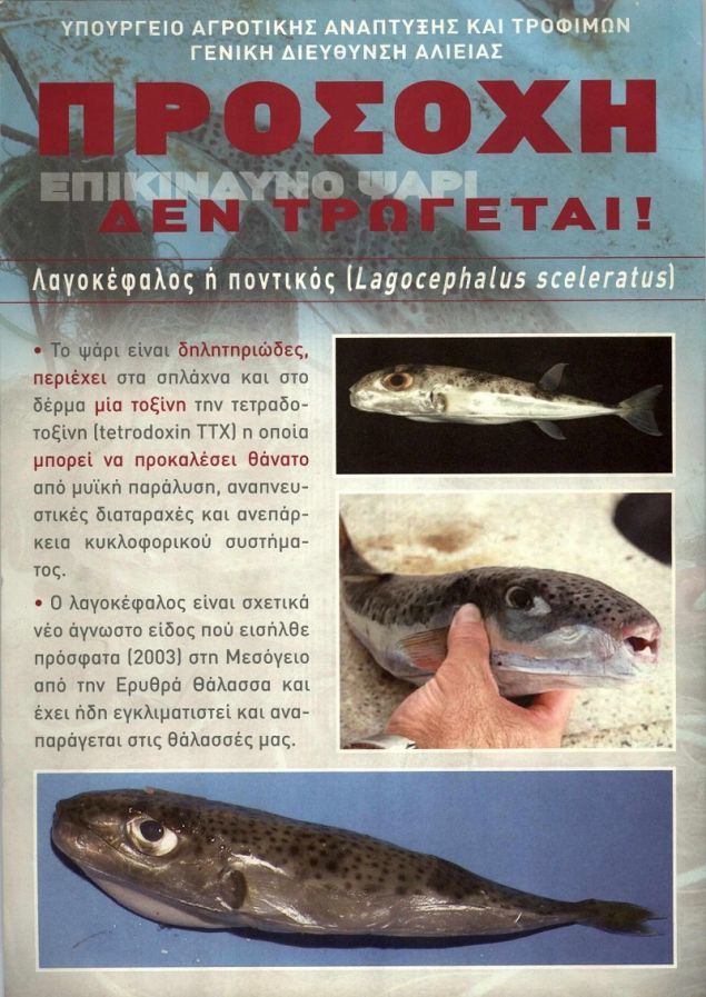 lagokefalos 1