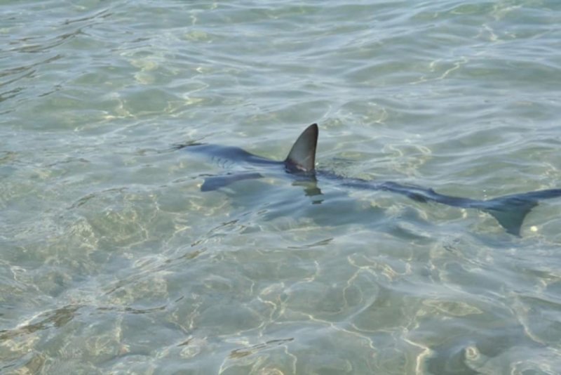shark