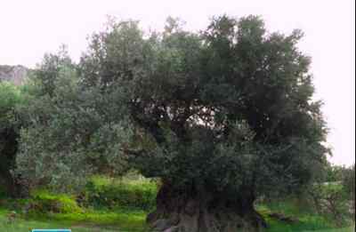 Elia400A