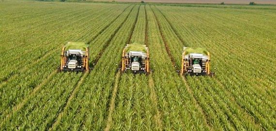 agrotes570 110913
