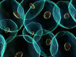 cells400 300313
