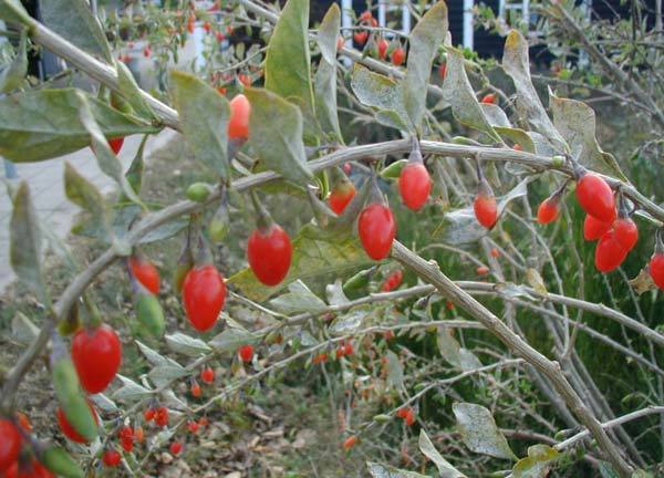 goji-berries600