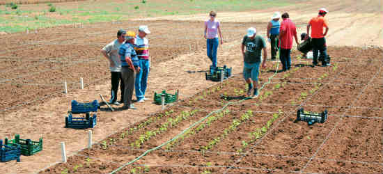 stevia karditsa550