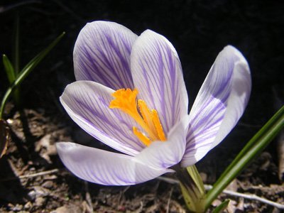 18-saffron