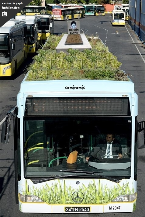 prasinobus
