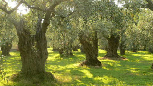 olive-trees1