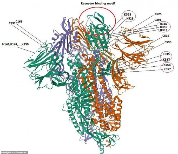 43571547 9629563 a second diagram showed how a row of four amino acids found on t a 35 1622235063093