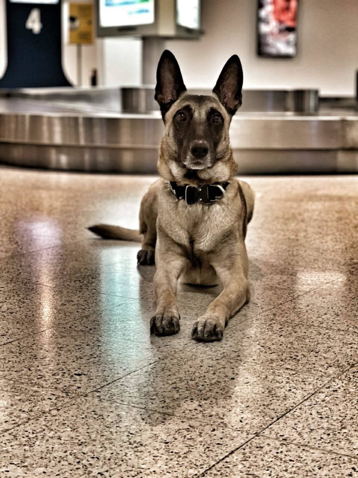 Bart