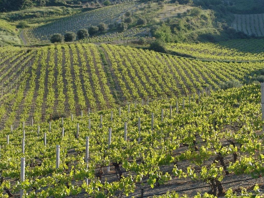 wine-tasting-greece-1