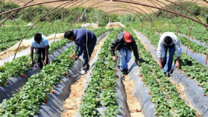 Επιθεώρηση Εργασίας: Έλεγχοι και πρόστιμα για εμπορία ανθρώπων