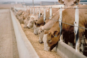 Στο...κυνήγι της αισχροκέρδειας σε ζωοτροφές, αγροτικά εφόδια-Πώς υποβάλλονται οι καταγγελίες